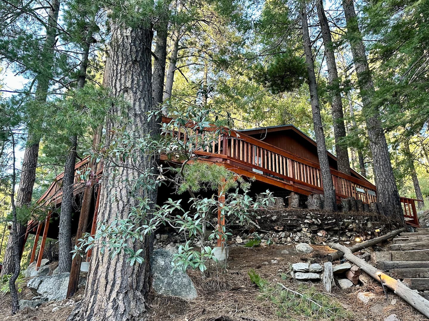 Rustic wood cabin and elevated deck surrounded by mature pine trees